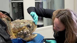 200Pound Sea Turtle Rescued  Kirby the Loggerhead [upl. by Prisilla]