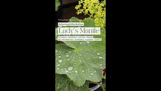 Ladys Mantle  Plant Spirit Herbalism  The Plant Spirit Channel [upl. by Otit419]