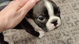 Boston Terrier Puppies  Week 9 [upl. by Alroi]