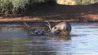 Waterbuck fight [upl. by Einegue]