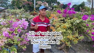 id’s of variegated bougainvilleas and how to make it bloom nonstop [upl. by Reddy141]