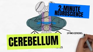 2Minute Neuroscience Cerebellum [upl. by Nageem]