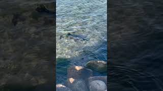 Harbour Seal hunting on the beach Baltic Sea  Denmark 882024 [upl. by Naniac447]