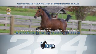 Rap An Roll Man filly  Keystone Yearling amp Breeders Sale Lot 224 [upl. by Thibaut]