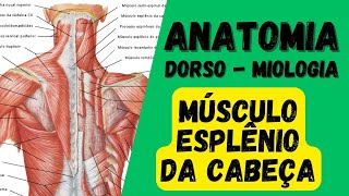 Músculos esplênios da cabeça e pescoço  Miologia do Dorso  Aula de Anatomia humana grátis e fácil [upl. by Yllib]