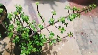 Aakhir Mein nursery se is plant ko le hi aai  Z plant ko kaise lagaye [upl. by Nahtaneoj]