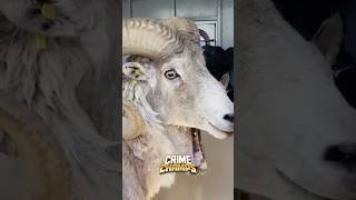 Behind Bars For Cloning 81YrOld Man Goes To Jail For Cloning Sheep [upl. by Ytoc]