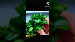 3 Aquarium plant that can grow without substrate aquarium fish natureaquarium fishtank [upl. by Ataner626]