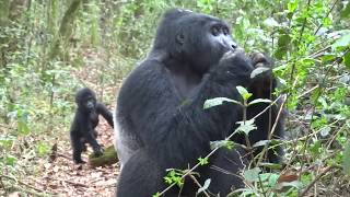 Gorilla Trekking in Ugandas Bwindi Impenetrable Forest [upl. by Jariv619]