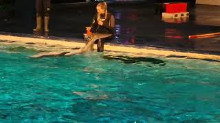 dolfinarium dolfijnen training [upl. by Baudelaire]