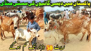 Beautiful Pure Cholistani Sahiwal Cows Price In Luddan Cattle Market Dairy FarmingDairy Cattle [upl. by Annais779]