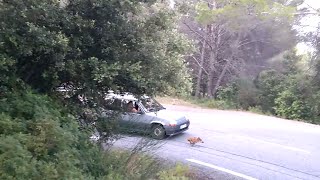 Marcassin bébé sanglier à deux doigts de se faire percuter écraser par une voiture sur la route [upl. by Ecnerret]