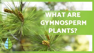 GYMNOSPERM PLANTS 🌲 Characteristics Examples Reproduction and more [upl. by Artimas]