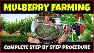 Mulberry Cultivation Your Complete Guide to Thriving Mulberry Farming [upl. by Sarge510]