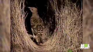 Bower Bird Bachelor Pad [upl. by Salis]