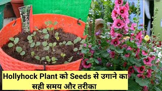 TIPS To Grow Hollyhocks From Seeds In Pot  How to grow Hollyhock from seeds [upl. by Orelia]