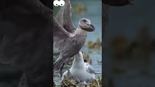 You cant catch meyou cant catch meoh no I miscalculated birdsbirdphotos amazinganimals [upl. by Namyaw257]