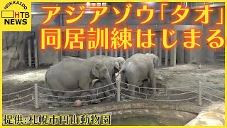 アジアゾウ「タオ」同居訓練はじまる 体重は生まれた時の3倍以上３７７キロに 札幌市円山動物園 [upl. by Elish]