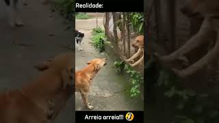 arreio viralvideo resenha 😅😅🤣🤣 [upl. by Nevanod745]