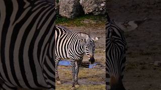 Zebra 🦓 YouTubeshorts  subscribe for chocolate 🍫 [upl. by Prevot943]