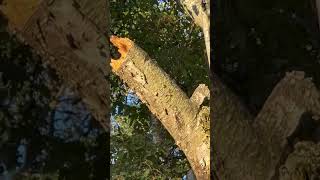 Redbellied and a Downy woodpeckers in one tree [upl. by Essyla]