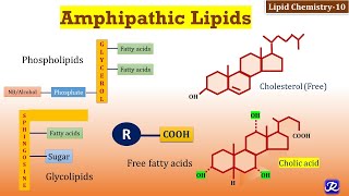 10 Amphipathic Lipids  Lipid Chemistry10  Biochemistry  NJOY Biochemistry [upl. by Marjory]