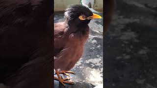 Myna Bird morning Talk  mynatalking [upl. by Nnylirak]