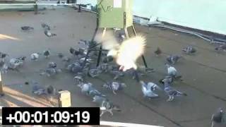 Pigeons Eating OvoControl at an Automatic Feeder [upl. by My]