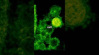 The cell wall [upl. by Stewart]