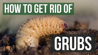 How to Get Rid of Grubs Guaranteed 4 Easy Steps [upl. by Ardnuhsal]