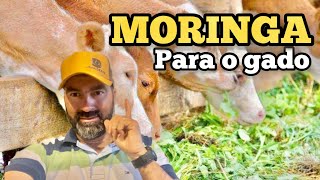 MORINGA A NOVIDADE PARA ALIMENTAÇÃO DO GADO  MINHA OPINIÃO [upl. by Mckinney]