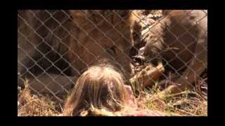 Antelope Park  Lion Feed [upl. by Christmas925]