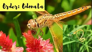 Order Odonata Salient features and examples [upl. by Helfand697]