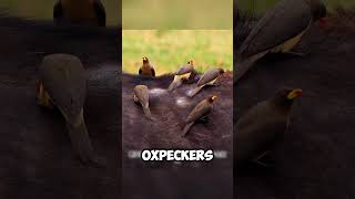 The Unbelievable Symbiosis Oxpeckers Feast on an Injured Hippo shorts viralvideo [upl. by Mcgray435]