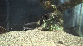 アメリカナマズ Channel catfish かすみがうら市水族館 Kasumigaura City Aquarium [upl. by Anastas]