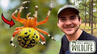 SPOOKIEST SPIDER EVER The Marbled ORB WEAVER [upl. by Johnathan714]