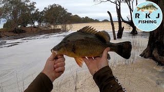 Yellowbelly fishing with spinnerbaits below the spillway [upl. by Einahpats342]