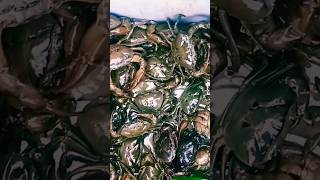 Indian River Crabs nadi kekdashortvideo viralvideo crabs song 👍👍👍🤝 [upl. by Susann]