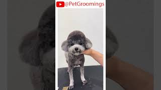 Adorable Puppy Gets Poodle Haircut and Looks SO FLUFFY puppy doggroominglife dogbreed pets dog [upl. by Schonfield18]