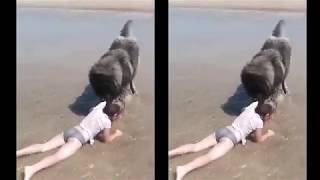 Adorable moment dog RESCUES girl who is playing in the sea [upl. by Gathard]