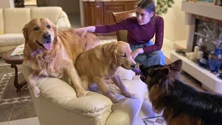 Golden Retriever Dad and Daughter Battle it Out for Armchair Supremacy [upl. by Stroup]