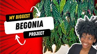 Create a Unique and EyeCatching Begonia Maculata Planter [upl. by Eleanore398]