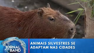 Animais silvestres se adaptam e moram nas cidades  Jornal da Band [upl. by Kutzenco888]