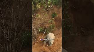 How To Get Down In Steep Banks Elephant shorts youtubeshorts short wildlife elephant [upl. by Leta]