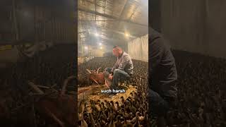 vigilant duck farmers must now light fires within the duck sheds to provide essential warmth [upl. by Cohin]