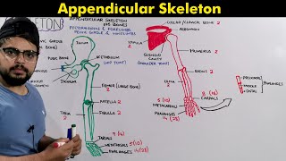 Appendicular skeleton Anatomy and Physiology of Appendicular Skeleton [upl. by Hettie]