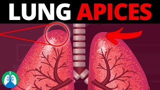 Lung Apices Medical Definition  Quick Explainer Video [upl. by Ocimad]