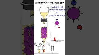 Affinity Chromatography chromatography animation [upl. by Aikym]