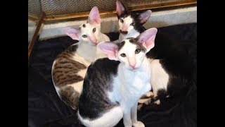 Whats it like to live with Oriental Shorthairs [upl. by Adnohsad]