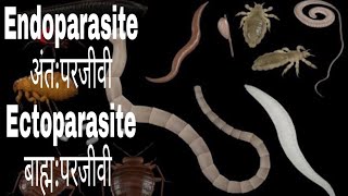 Ectoparasite and Endoparasite [upl. by Neelahs]